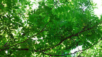 Fototapeta na wymiar Green branch of acacia tree.