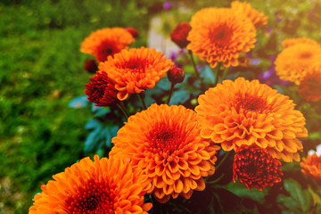 Close up red and yellow French marigold flowers blooming in the garden.