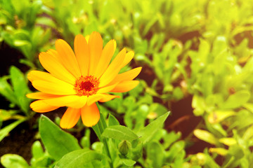 Flower with leaves Calendula, garden or English marigold on blurred green background. Close up of Medicinal Calendula herb.