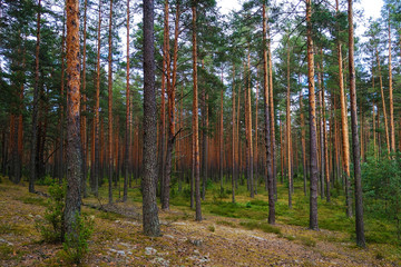 Misty coniferous forest backlit by the morning sun.