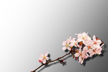 Fototapeta premium Sakura isolated on a gray background. Gradient. Shadow. Top view.