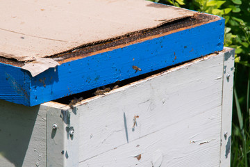 Close up - Bees and their hives.