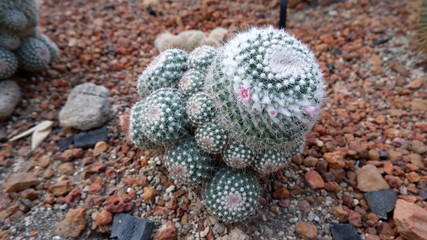 cactus with flowers