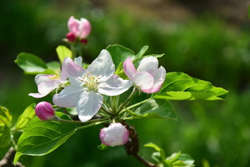 Apfelbaum Blütezeit - Apfelblüten im Sonnenschein