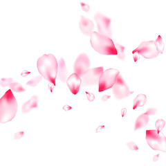 Pink sakura petals confetti flying and falling
