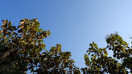 Obraz premium tree and blue sky