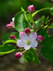 Apfelbaum - Blüten - Apfelblüten im Frühling in Südtirol