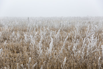  Plants in hoarfrost, winter fog