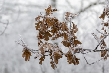  Plants in hoarfrost, winter fog