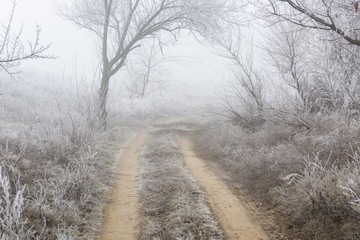 Obraz premium Path through a frosty, foggy forest