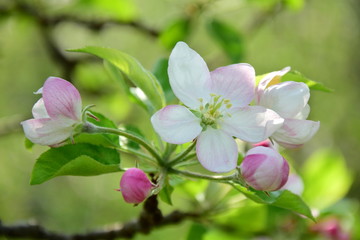 Apfelbaum - Blüten - Apfelblüten im Frühling in Südtirol