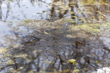  Frozen river, vegetation along the banks in hoarfrost