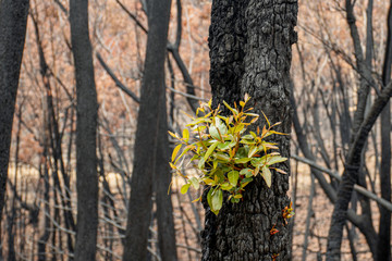Australian bushfires aftermath: eucalyptus trees recovering after severe fire damage. Eucalyptus...