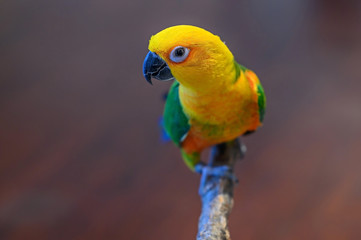 A Jenday Conure, Aratinga jandaya, sits on a perch. Focus is on the eye of the bird