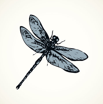 Dragonfly. Vector drawing