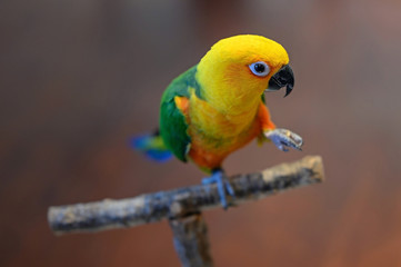 A Jenday Conure, Aratinga jandaya, sits on a perch. Focus is on the eye of the bird