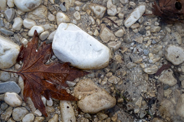 closeup autumn leaves at the river