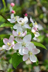 Apfelbaumblüten - Apfelbaum in voller Blüte in Südtirol