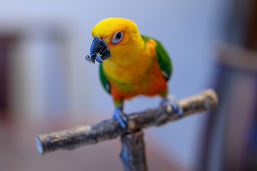 A Jenday Conure, Aratinga jandaya, sits on a perch. Focus is on the eye of the bird