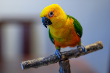 A Jenday Conure, Aratinga jandaya, sits on a perch. Focus is on the eye of the bird