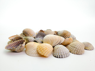 sea shells on a white background, close-up. Sea shells.