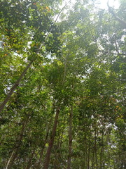 Fototapeta premium green leaves of a tree in spring
