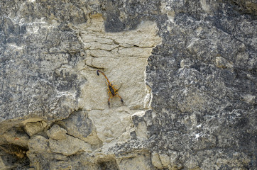 scorpion  by the side of a rock in the Tatacoa desert in Colombia