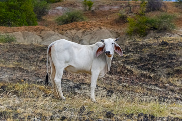 Obraz na płótnie Canvas cebu cows on the plains of a desert in Colombia