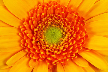 closeup of an orange gerbera daisy