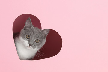 A grey kitten peeks out of a heart-shaped hole on a pink background. Design blank for Valentine's Day, greeting card, expression of love. Copy space.
