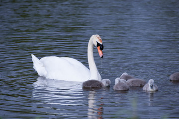 Fototapeta premium White swan