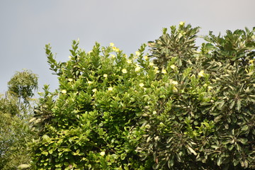 A beautiful and small yellow colored flower with leaves on background of sky, fresh look of small flowers in india