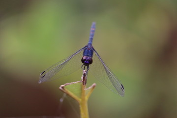 black dragonfly insect perched on leaf in autumn