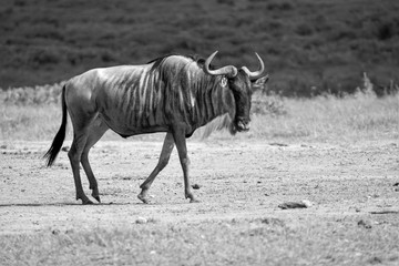 Safari