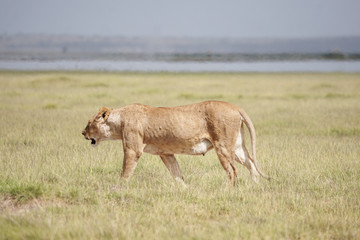 Fototapeta premium Löwendame in Sawanne