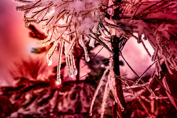 Close Up of Sparkling Light on Iced Pine Branches in Winter on Colored Blurred Atmosphere