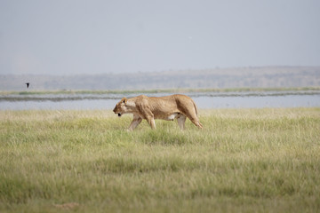 Naklejka premium Löwendame in Sawanne