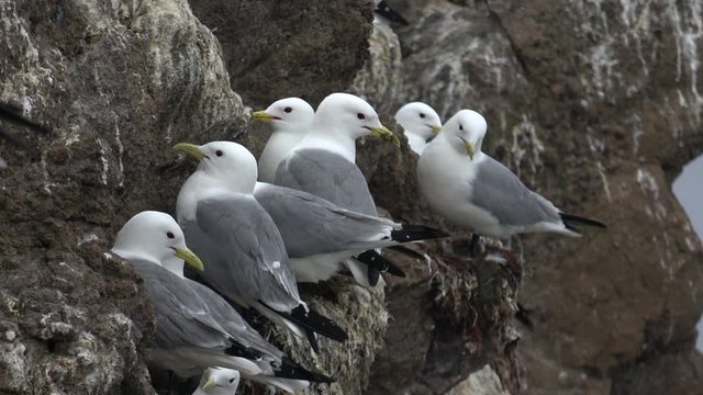 The black-legged kittiwake (Rissa tridactyla)