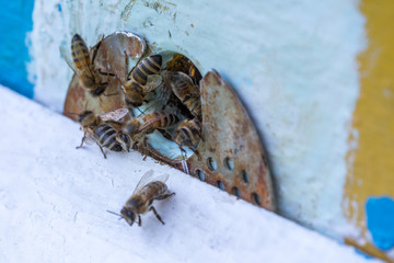 Honey bees swarm in the hive. Workers bees arrive and fly away, guard bees guard the entrance from violators.