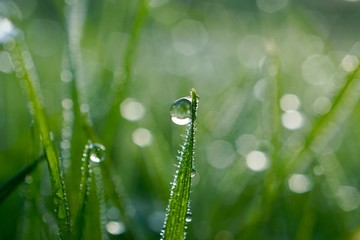 raindrops on the green grass in rainy days, green and bright background