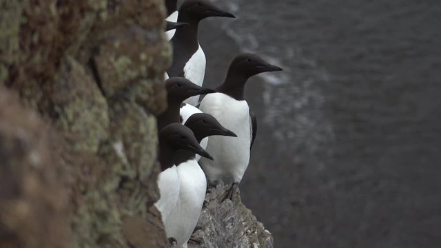 Murres at the sea lion's rookery