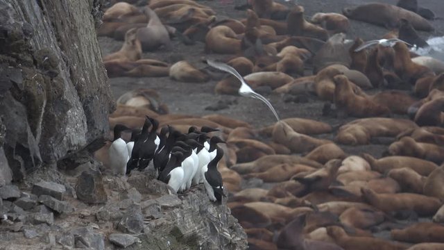 Murres at the sea lion's rookery
