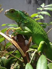 baby iguana. morning sunbathing the sun for physical freshness. exotic pets