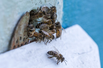 Honey bees swarm in the hive. Workers bees arrive and fly away, guard bees guard the entrance from violators.