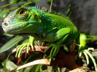 Fototapeta premium baby iguana. morning sunbathing the sun for physical freshness. exotic pets