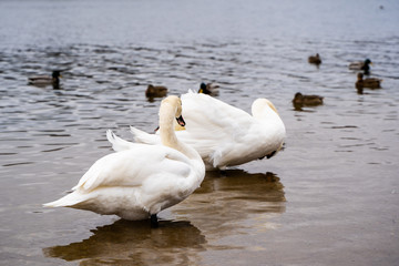 Two Beautiful swans and duck flock in the water