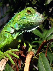baby iguana. morning sunbathing the sun for physical freshness. exotic pets