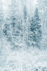 Snow covered mixed forest. Vertical layout