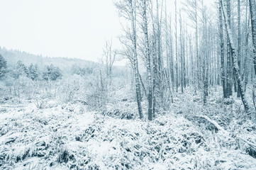Opening in the snow covered forest. Horizontal layout. Winter time