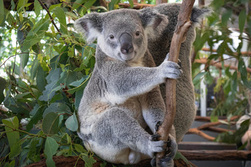 Koala in tree of eucalyptus. Brisbane, Australia © Emanuele Carrella
